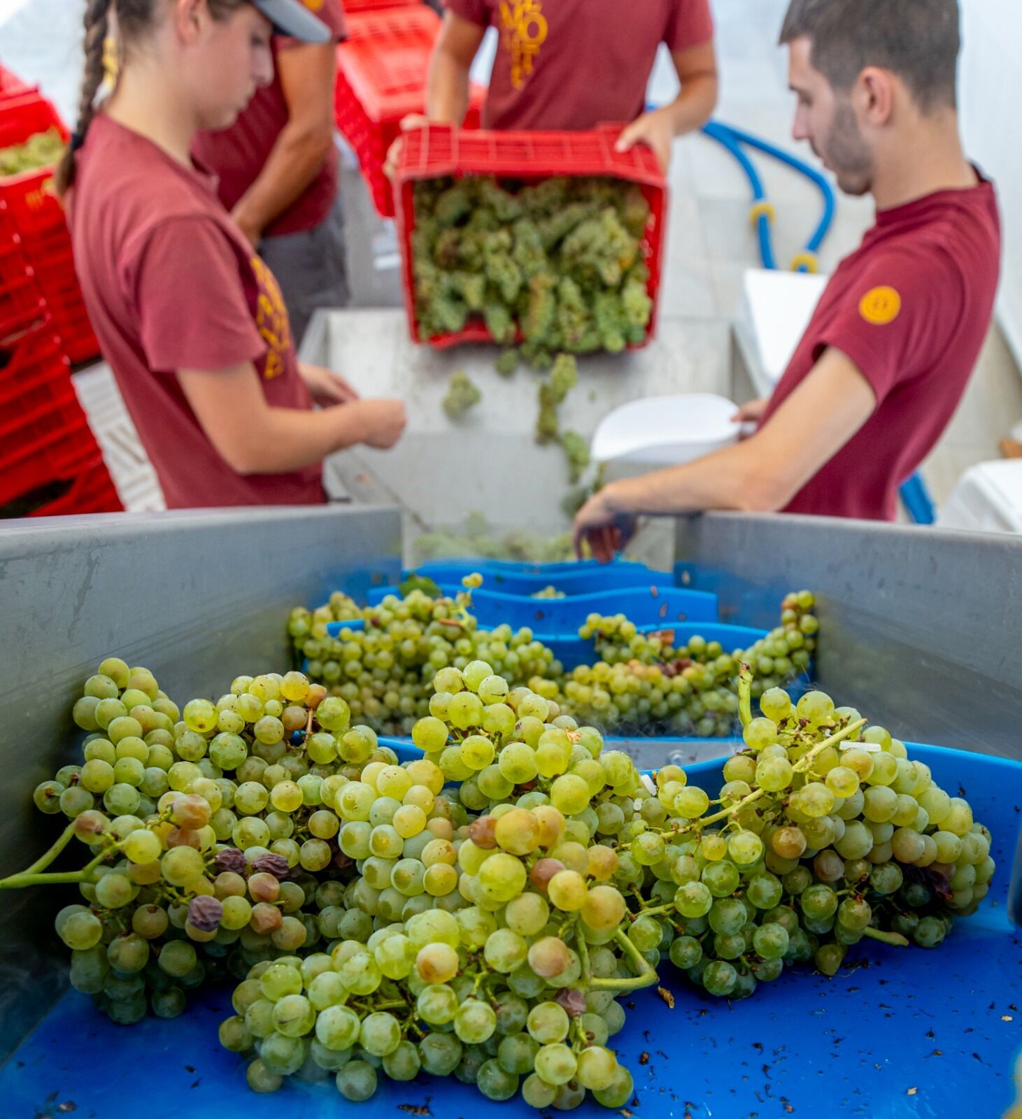 spume_772379d6-426e-42ca-adc6-79c4d4feca9c