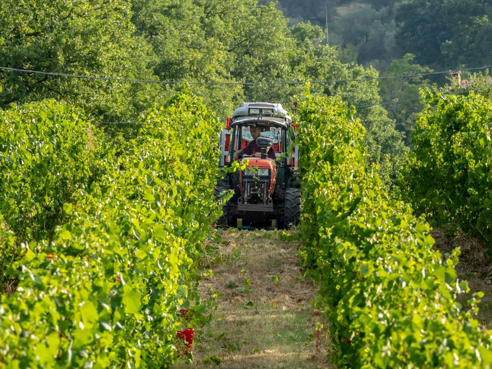 spume_aad8effe-235c-436d-ad29-3ced3f681b80